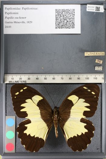 Media type: image;   Entomology 137537